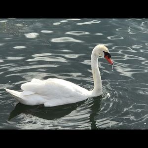 Meet your Posher, Sharon